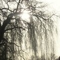 Vers l'étang d'apigné : jogging arboricole à rennes le 28 décembre 2015 (2)