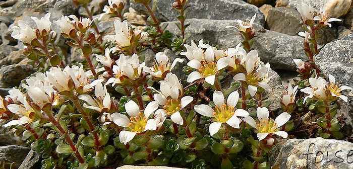 Saxifrage fausse mousse — Wikipédia