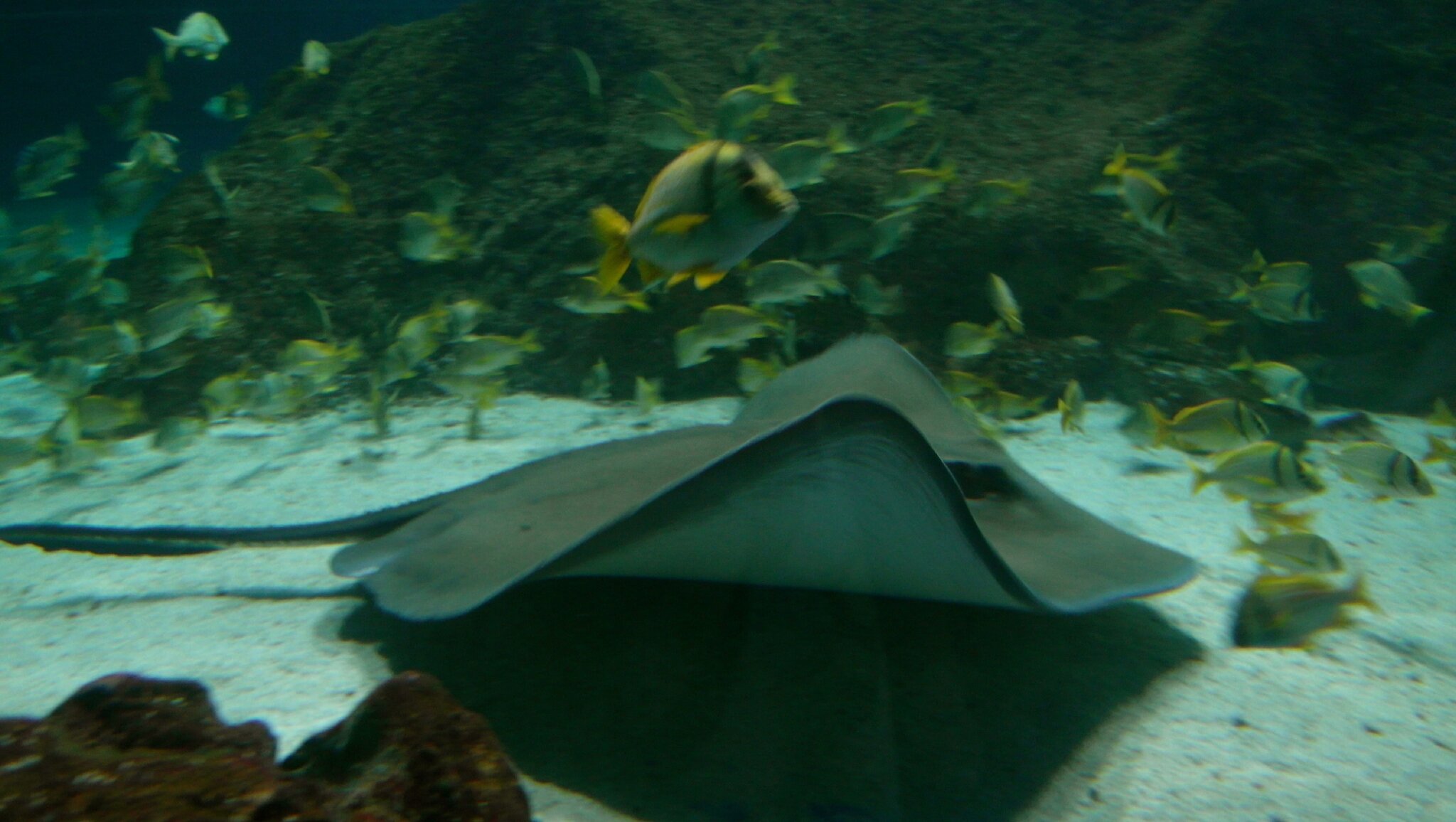 Marineland rencontre requin