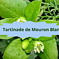 11 MOURON BLANC(4)Tartinade de Mouron Blanc
