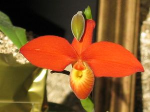 blog_orchid6