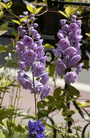 DSC_8131_border