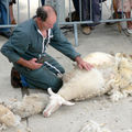 démonstration de tonte des moutons