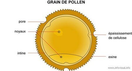 Grain_de_pollen