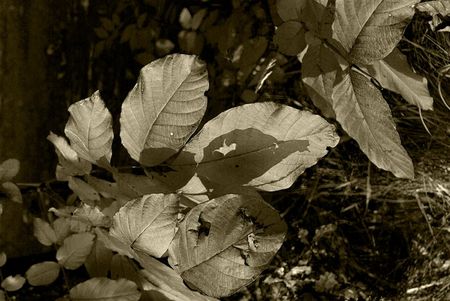 Cr_ne_sur_feuillage_large