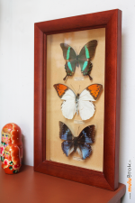 CADRE-3-PAPILLONS-1-muluBrok-Vintage
