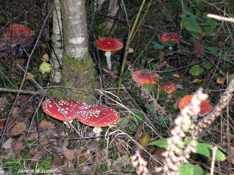 Amanite tue-mouche, Fausse-oronge, Amanita muscaria