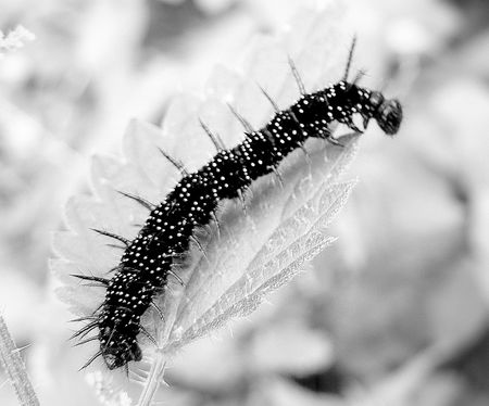 P1110891_1