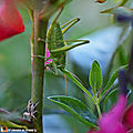 Sauterelle verte des prés • Tettigonia viridissima
