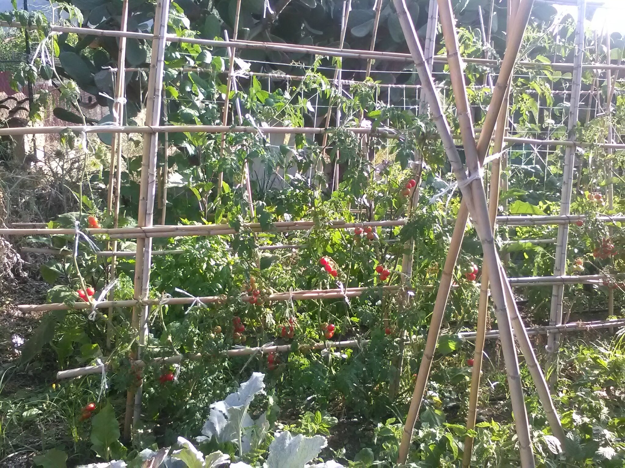 Plants de tomates cerises,haricots verts,aubergines,basilic