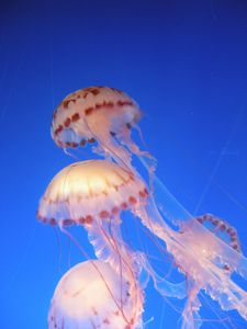 meduses6
