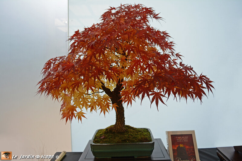 Acer-palmatum-arakawa