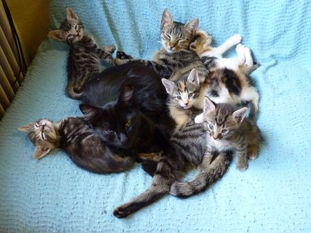 2009_09_10_Les_chatons_sans_leur_propre_m_re