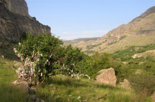 arbrevoeuxvardzia_parc_georgie_156848