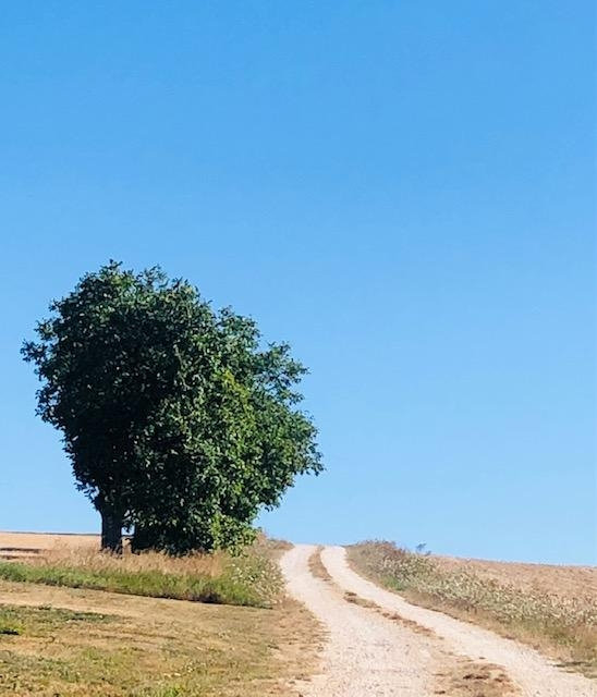 L'arbre et le chemin