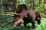 triceratops_563843