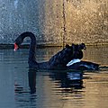 A la pêche (4)