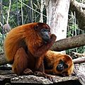singes-hurleurs-roux-