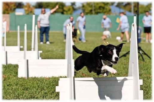 flyball (12)