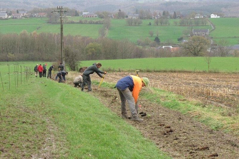 plantation