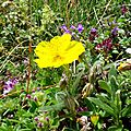 Hélianthème à grandes fleurs