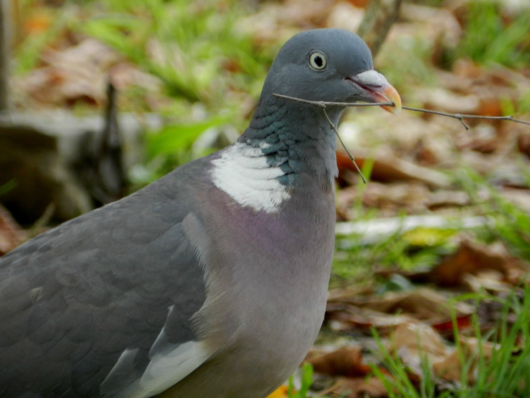 Pigeon31 Photo de Pigeons ramiers ou palombes FELIPHOTO