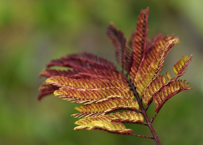 _DSC0047_Albizia_ombrella