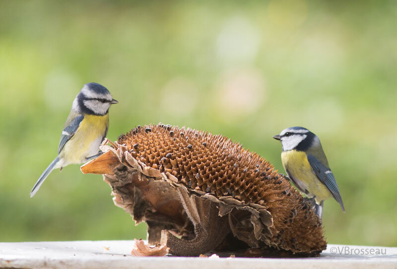 Le tournesol - Oiseaux et papillons au jardin