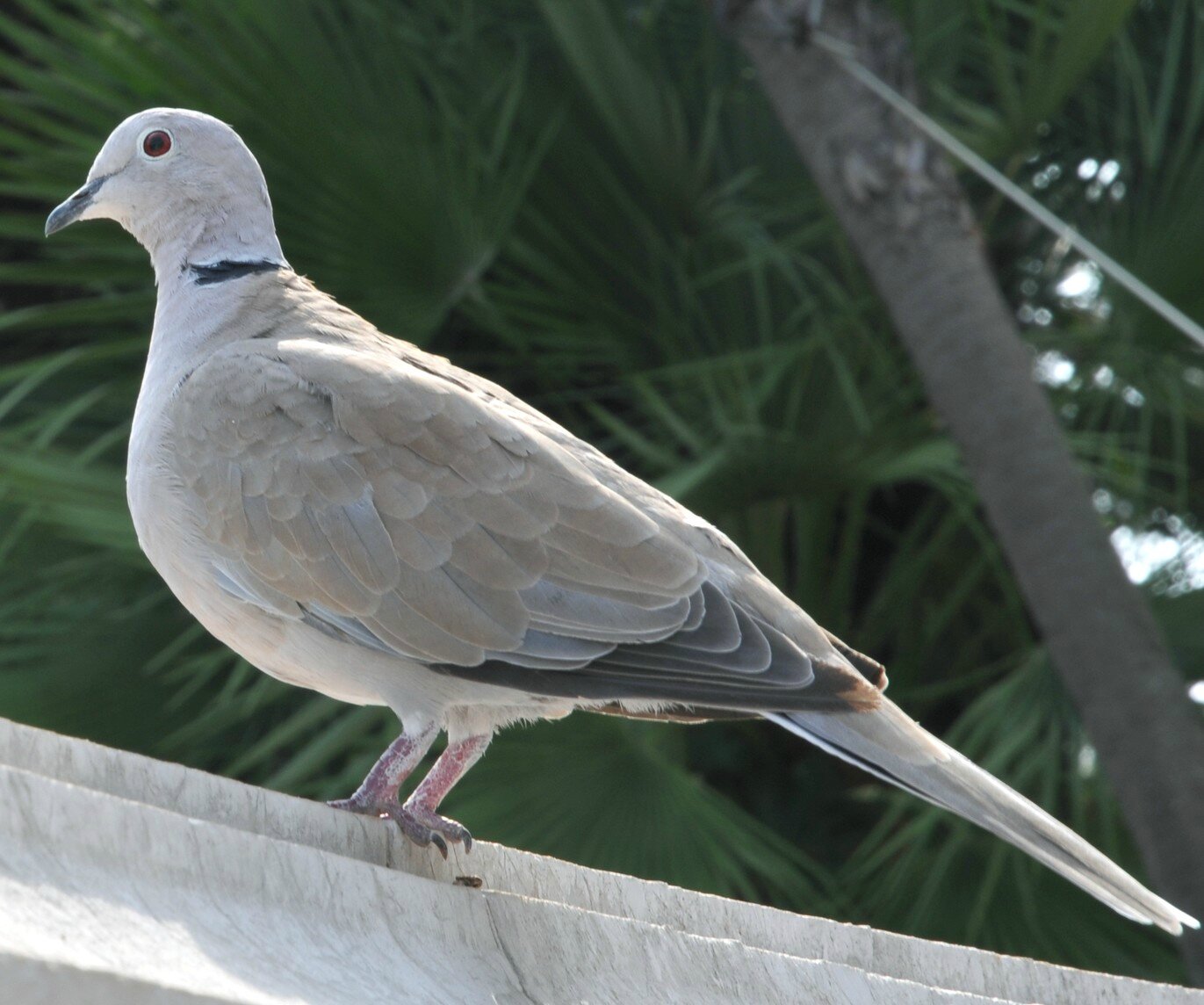 Pigeon Ou Tourterelle Les Photos Et Diaporamas De Damienne