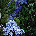 Phlox paniculata 'blue evening' et clematis 'rhapsody'