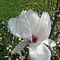 Les magnolias de beaulieu à rennes le 20 mars 2014 (3)