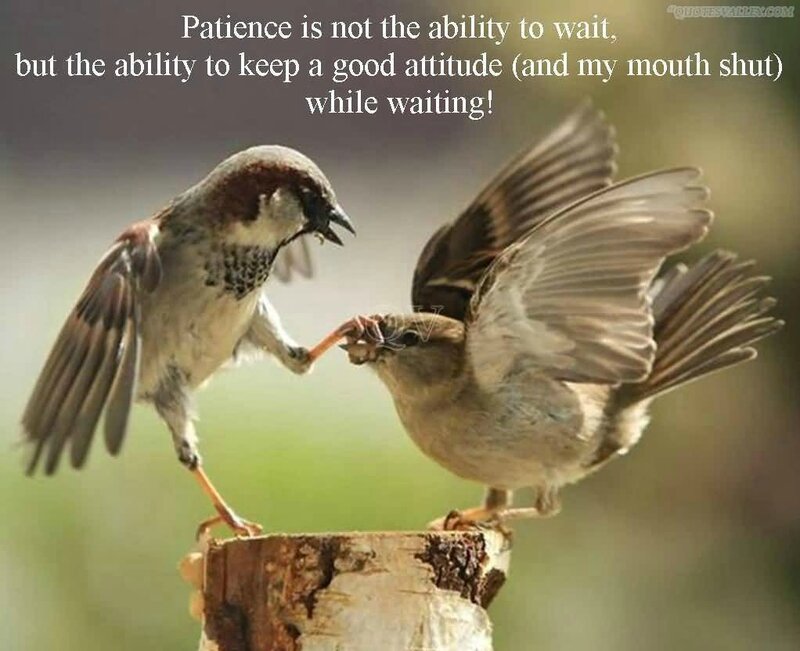 patience-is-not-the-ability-to-wait