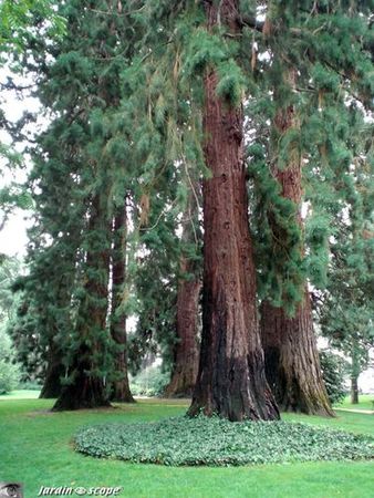 Sequoias_tours