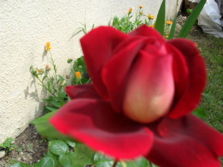bouton_de_rose