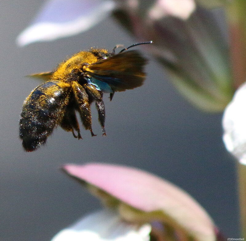 pollen2
