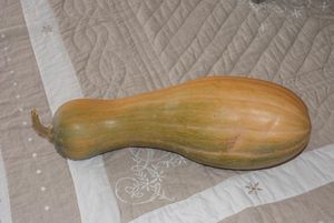 Courge_butternut