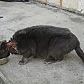 gros chat gris blessé 013