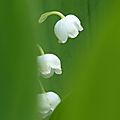 lily-of-the-valley-123171_1280