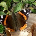 Vanessa atalanta