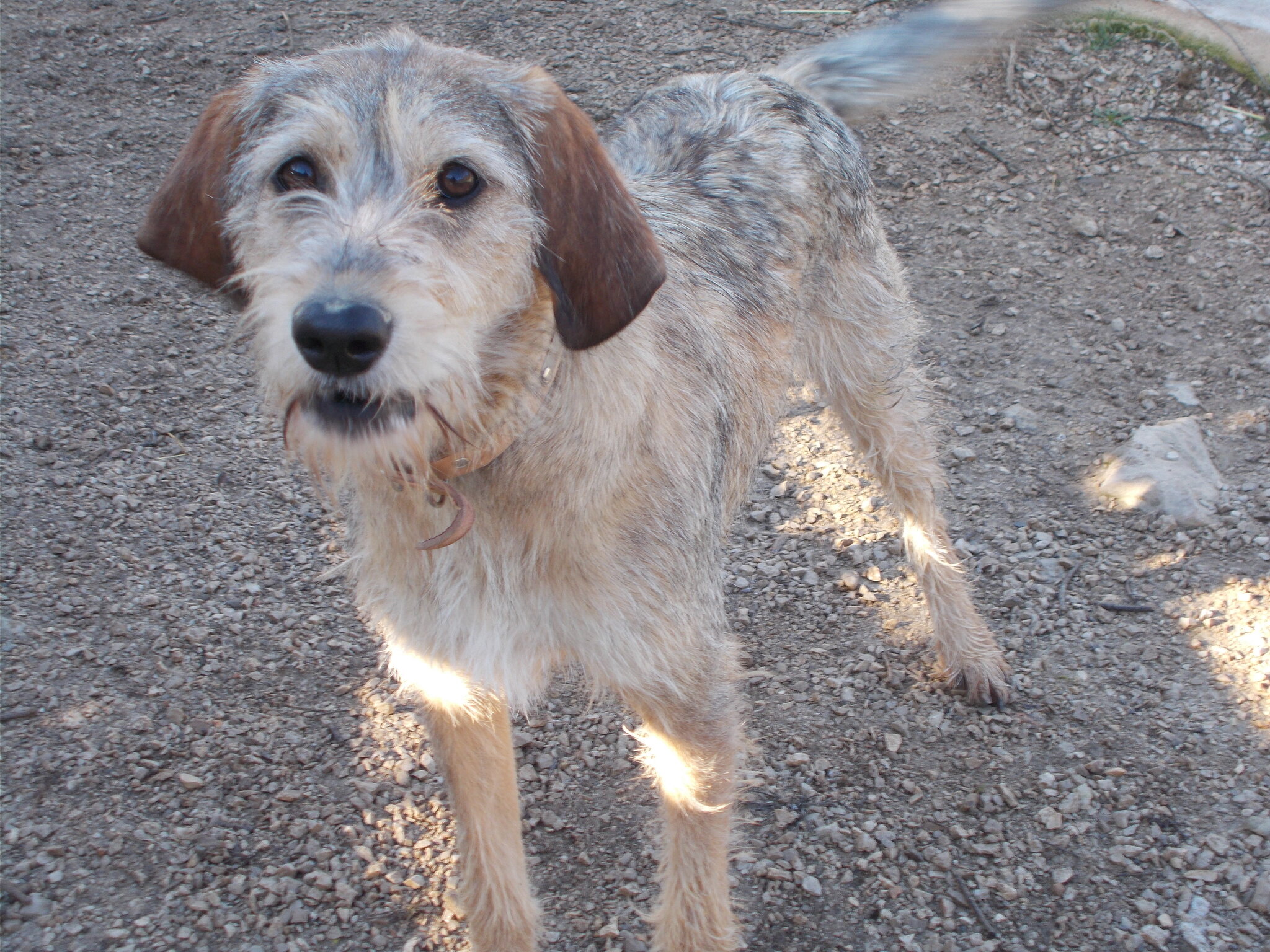 MOLLY - x griffon 1 an et demi - Asso Perle  Refuge Mas de Lamalou à Brissac (34) 119523921_o