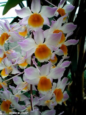 Dendrobium_Mousmee
