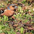 Pinson des arbres, Fringilla coelebs