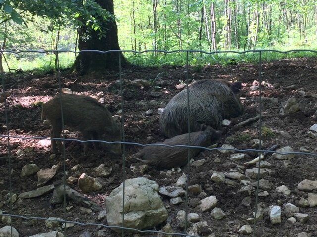 une petite sortie aux grandes baraques du bois de chailluz 2 petits loulous en franche comte balades belles decouvertes et occupations en tous genres