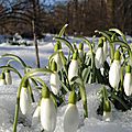 Imbolc
