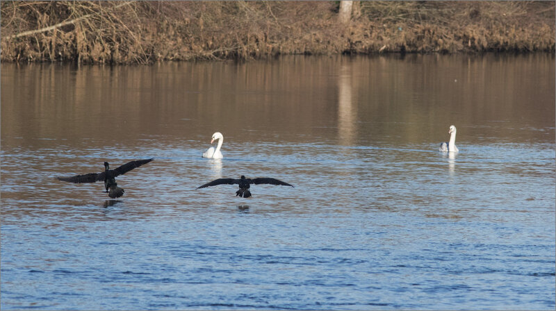 oiseau cygnes cormorans 240119 ym 5