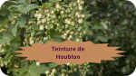 19 HOUBLON(5)Teinture de Houblon-modified