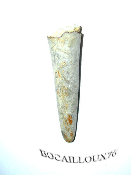 ROSTRE_de_Belemnite_F31_
