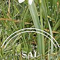 Un nouveau sal