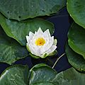 Nénuphar en fleur