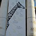 La girafe ou les girafes de montfort-sur-meu (ille-et-vilaine) le 29 juin 2013 (2)